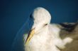 seagull