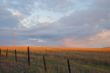 afternoon field