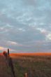 afternoon field
