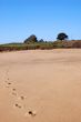 trascks in the sand