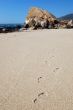 trascks in the sand