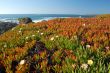 springtime coastal meadow