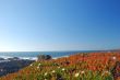 springtime coastal meadow