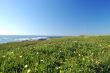 springtime coastal meadow