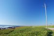 springtime coastal meadow
