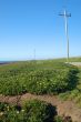 springtime coastal meadow