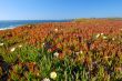 springtime coastal meadow