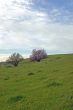 field and trees