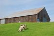 sheep and barn