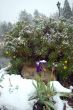 spring snow