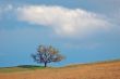 field and tree