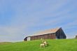 sheep and barn