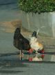 chicken reflections
