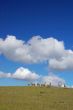 sheep on a hillside