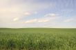 camera pointed at grass