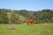 cows in a field