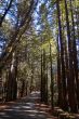 road in the forest