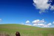 country field