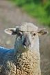 portrait of a sheep