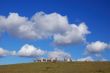 sheep grazing on the hillside