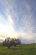 spring countryside