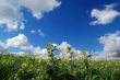 country field