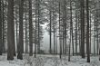 snowy forest in winter