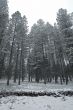 snowy forest in winter