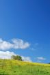springtime meadow