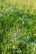 meadow in springtime