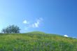 meadow in springtime