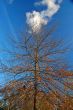 tree with chickens