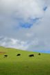 verdant hillside