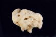 sea sponge