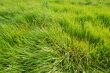 camera pointed at grass