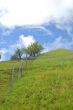 meadow in springtime