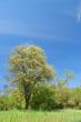 meadow and trees
