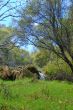 spring forest
