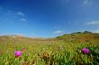 Beach Meadow