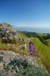 Mt Tamaplais Trail