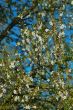 springtime flora