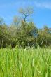spring countryside
