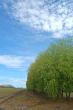 spring countryside
