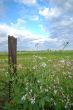 spring countryside
