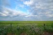 spring countryside