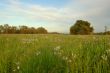 spring countryside