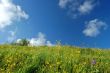 spring countryside