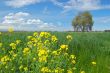 spring countryside