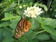 a small butterfly on a white flower
