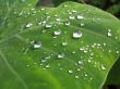 waterdrops on the big leaf
